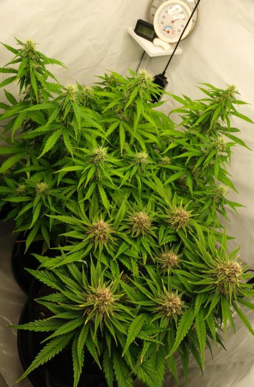 2 Autos 1 Tent. Week 8 - Day 56 - CG