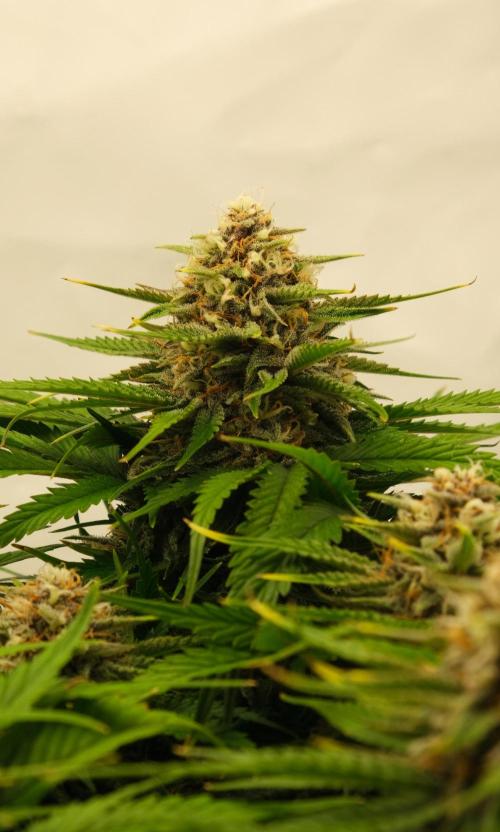 2 Autos 1 Tent. Week 8 - Day 56 - G - Flower