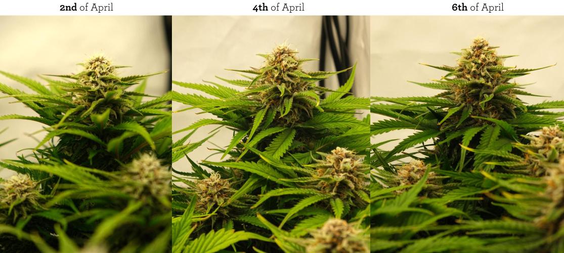 2 Autos 1 Tent. Week 8 - G - 1 Week Progress