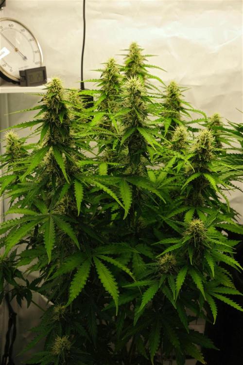 2 Autos 1 Tent. Week 9 - Day 64 - C
