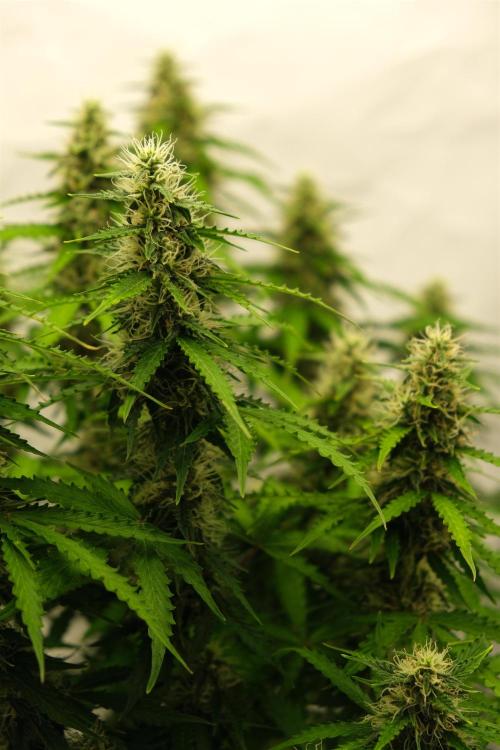 2 Autos 1 Tent. Week 9 - Day 64 - C - Flower 1