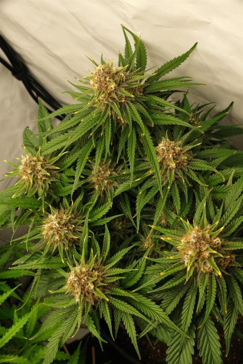 2 Autos 1 Tent. Week 9 - Day 64 - G