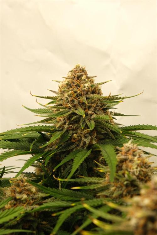 2 Autos 1 Tent. Week 9 - Day 64 - G - Flower 1