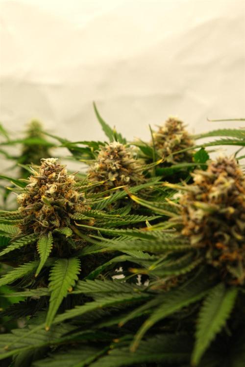 2 Autos 1 Tent. Week 9 - Day 64 - G - Flower 2