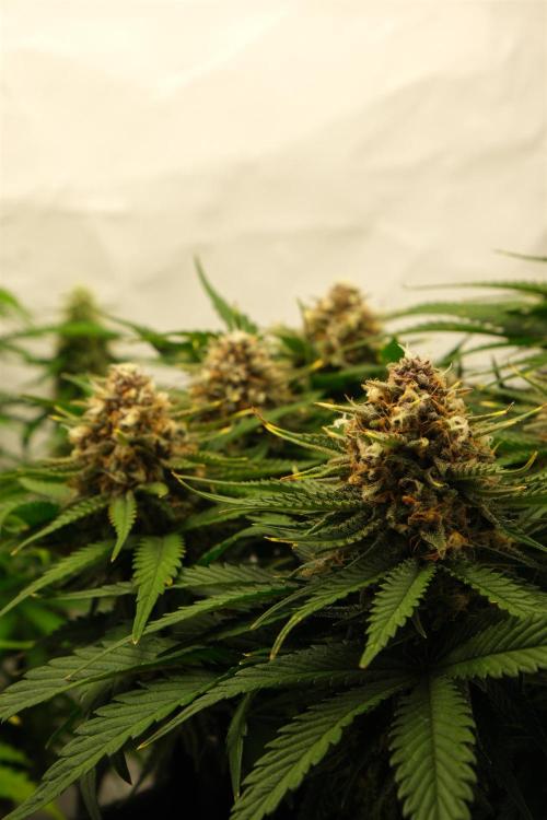 2 Autos 1 Tent. Week 9 - Day 64 - G - Flower 3