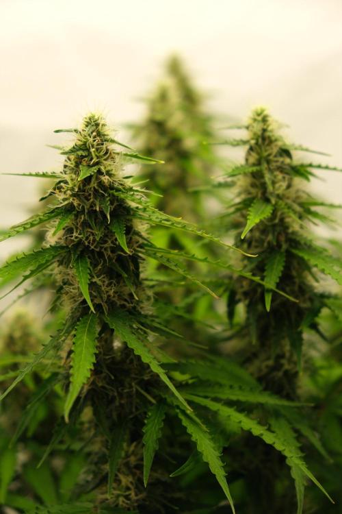2 Autos 1 Tent. Week 9 - Day 64 - C - Flower 2