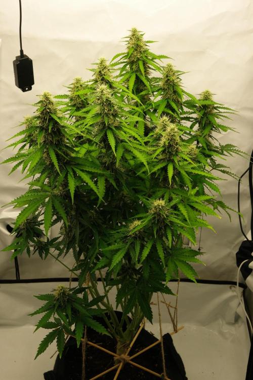 2 Autos 1 Tent. Week 9 - Day 64 - C
