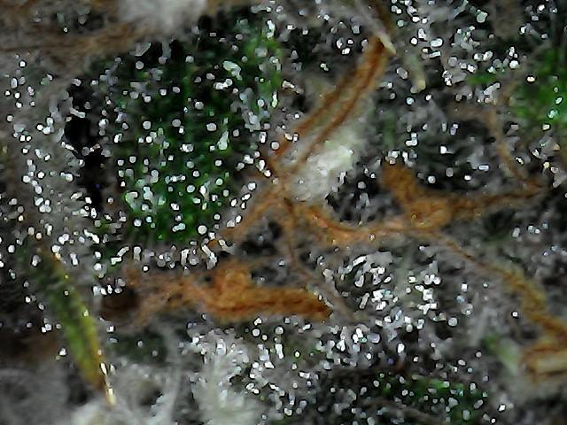 2 Autos 1 Tent. Week 9 - Day 61 - G - Trich 1