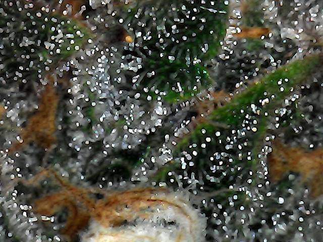 2 Autos 1 Tent. Week 9 - Day 61 - G - Trich 2