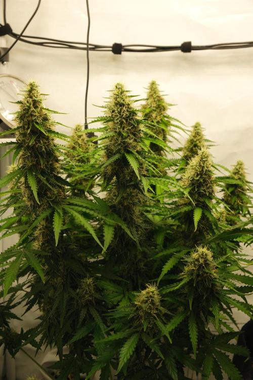 2 Autos 1 Tent. Week 10 - D70 - C - Canopy