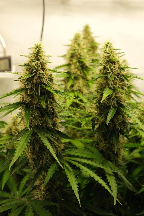 2 Autos 1 Tent. Week 10 - D70 - C - Flower