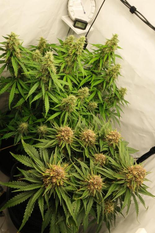 2 Autos 1 Tent. Week 10 - D70 - CG