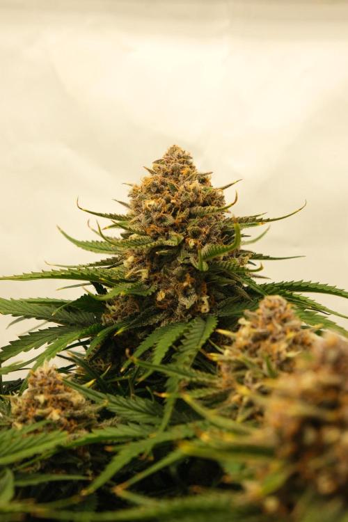 2 Autos 1 Tent. Week 10 - D70 - G - Flower