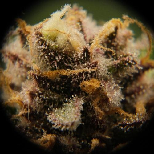 2 Autos 1 Tent. Week 10 - D70 - G - Trich3