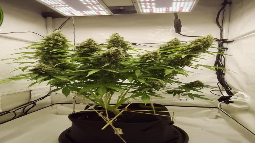 2 Autos 1 Tent