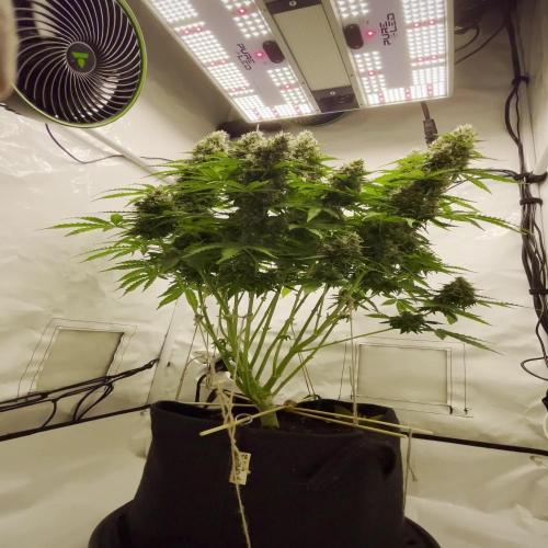 2 Autos 1 Tent