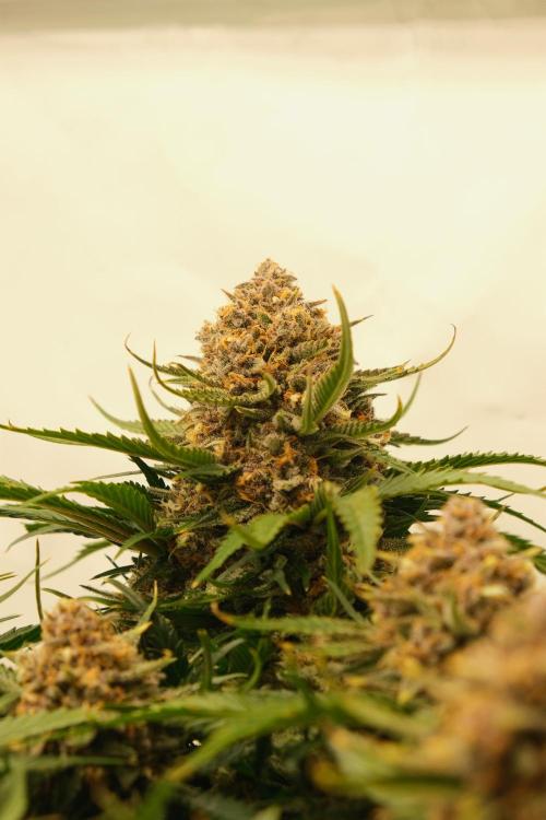 2 Autos 1 Tent. Week 11 - D77 - G