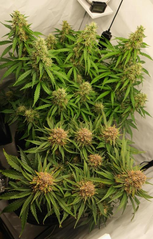 2 Autos 1 Tent. Week 11 - D77 - G & C - Canopy