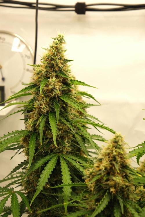 2 Autos 1 Tent. Week 11 - D77 - C - Flower 1