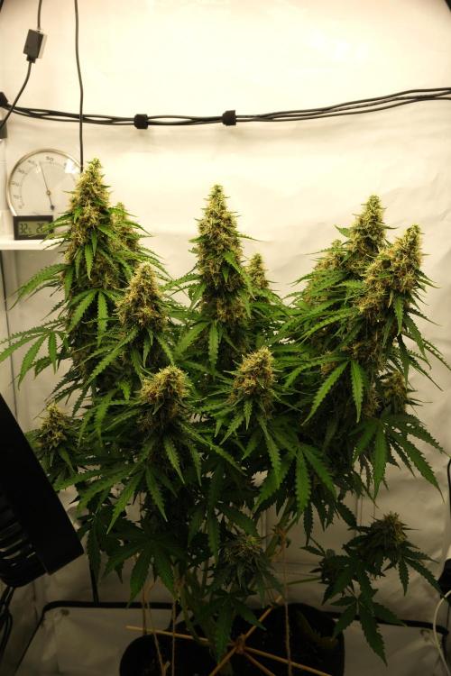 2 Autos 1 Tent. Week 11 - D77 - C