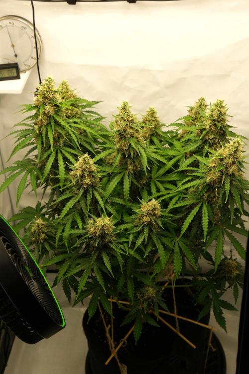 2 Autos 1 Tent. Week 11 - D77 - C - Canopy