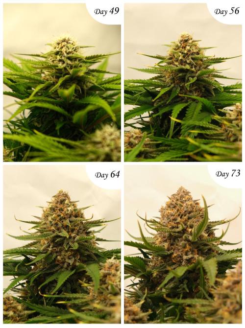 2 Autos 1 Tent. Week 11 - G - Bud Development