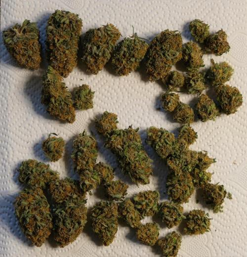 2 Autos 1 Tent. Week 12 - G - Dried & Cured (50g)