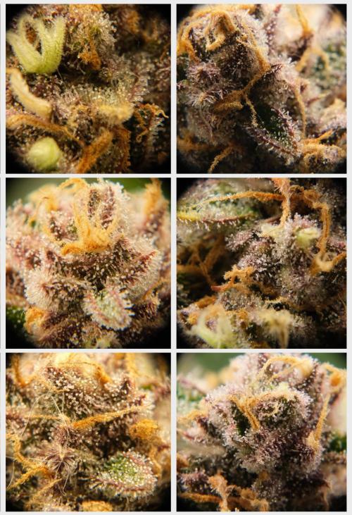 2 Autos 1 Tent. Week 12 - G - Trichs right before Chop Day (D73)