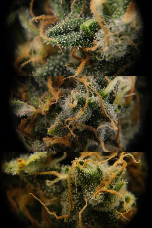 2 Autos 1 Tent. Week 13 - D91 - C - Trichs