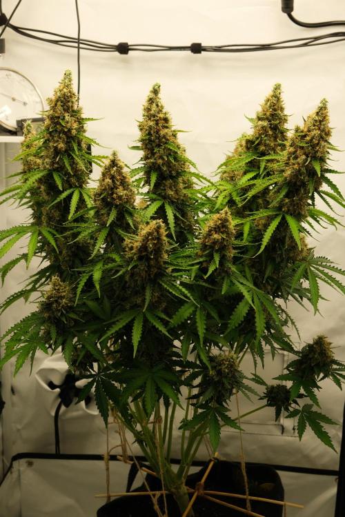 2 Autos 1 Tent. Week 13 - D91 - C