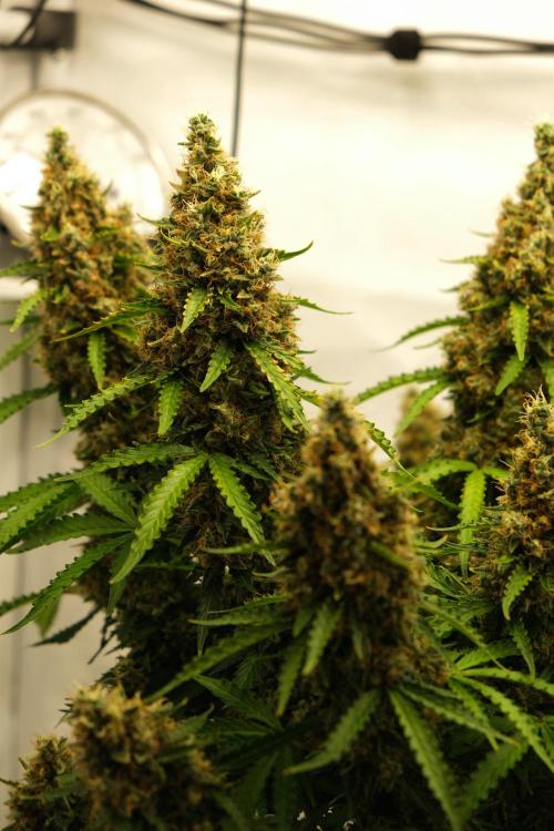 2 Autos 1 Tent. Week 13 - D91 - C - Flower 1