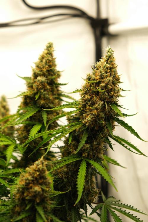 2 Autos 1 Tent. Week 13 - D91 - C - Flower 3