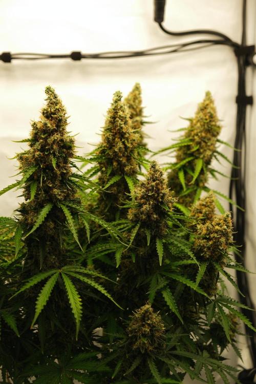 2 Autos 1 Tent. Week 13 - D91 - C - Flower 2
