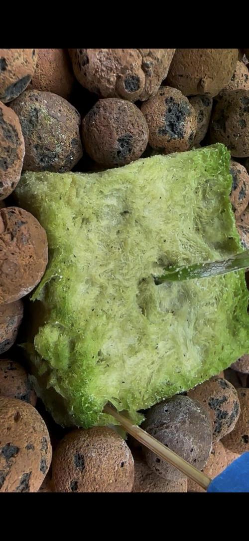 a_tribe_thats_stoned