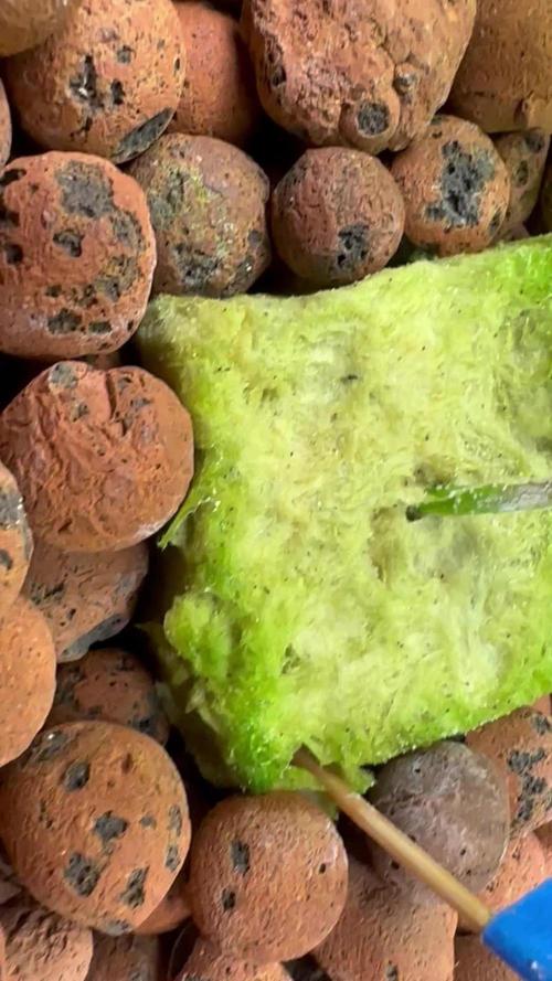 a_tribe_thats_stoned