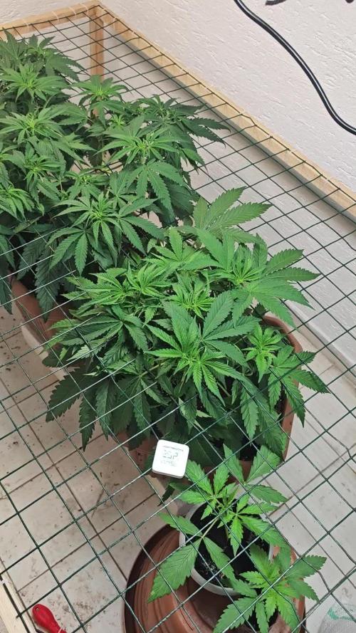 Jack herer - Ssh - Critical widow