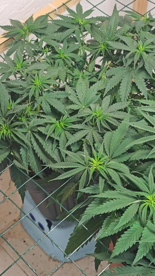 Jack herer - Ssh - Critical widow