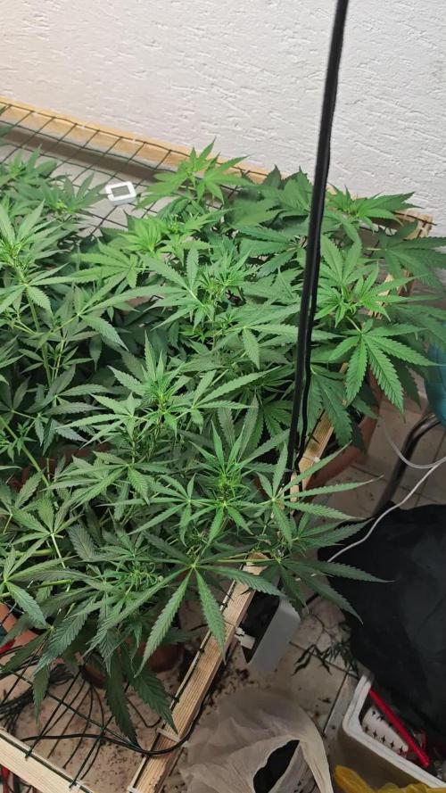 Jack herer - Ssh - Critical widow