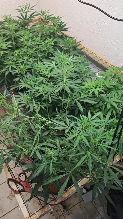 Jack herer - Ssh - Critical widow