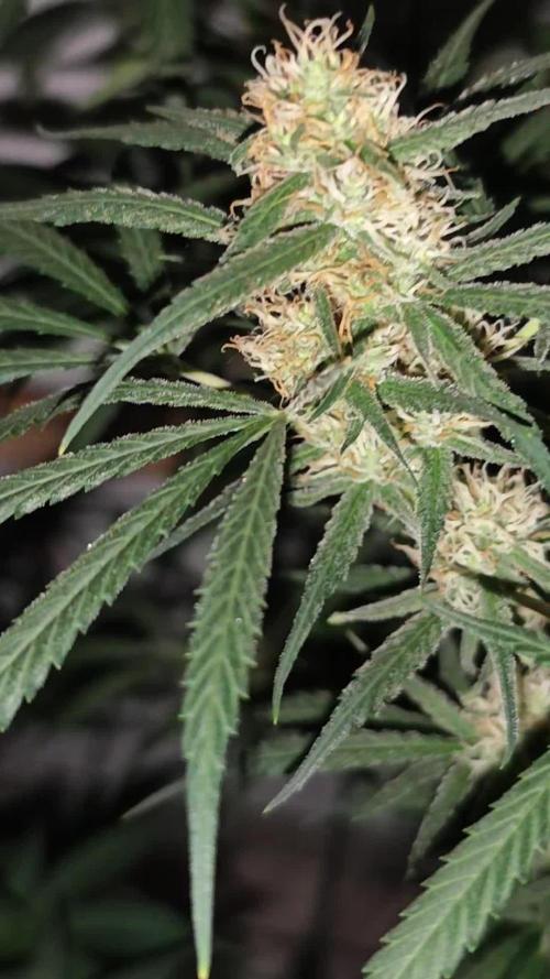 Jack herer - Ssh - Critical widow