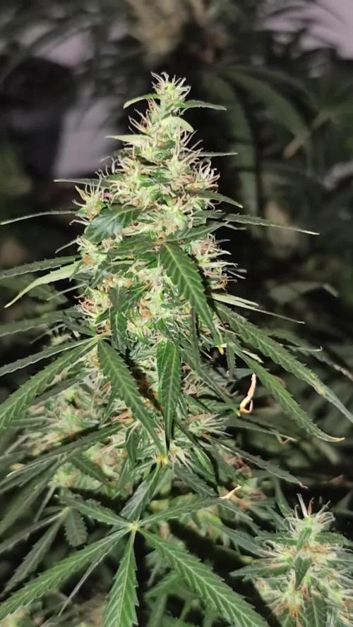 Jack herer - Ssh - Critical widow