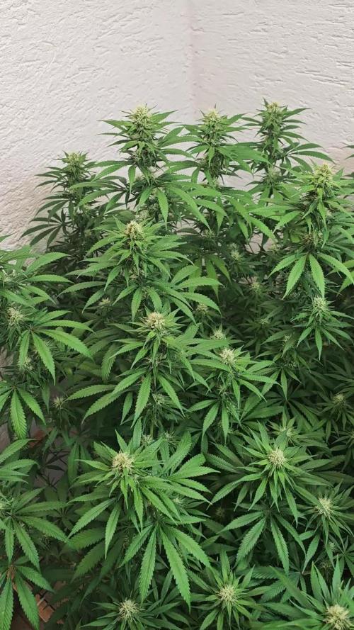Critical - RQS