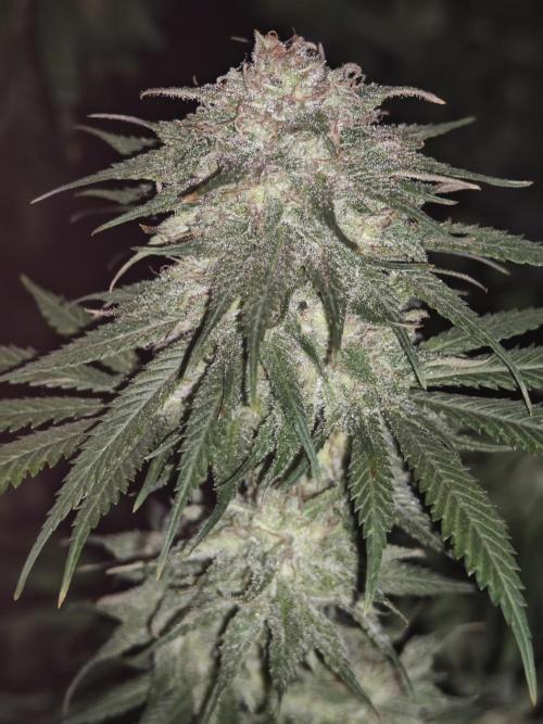 Critical - RQS. Week 15