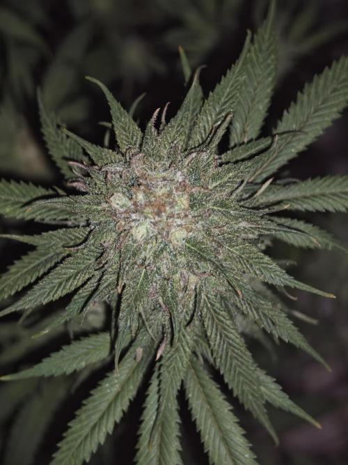 Critical - RQS. Week 15