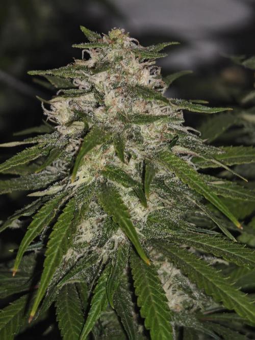 Critical - RQS. Week 15