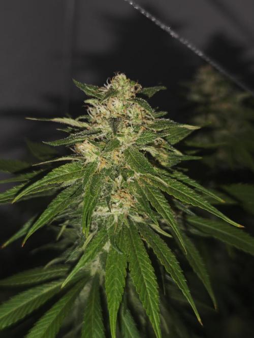 Critical - RQS. Week 15