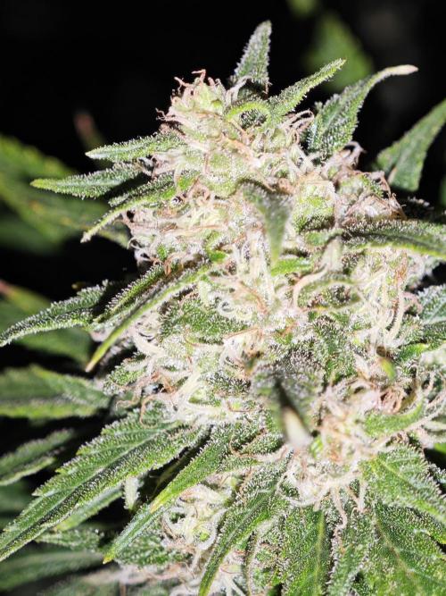 Critical - RQS. Week 15