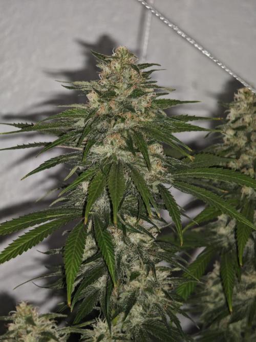 Critical - RQS. Week 15