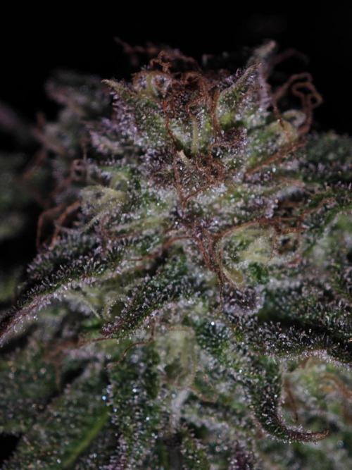 Critical - RQS. Week 15