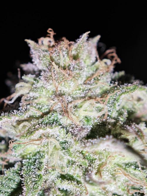 Critical - RQS. Week 15